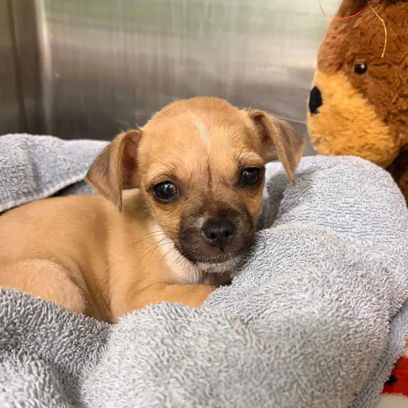 A baby small-sized female Yellow / Tan / Blond / Fawn Chihuahua dog named Pippin for adoption in Austin, TX