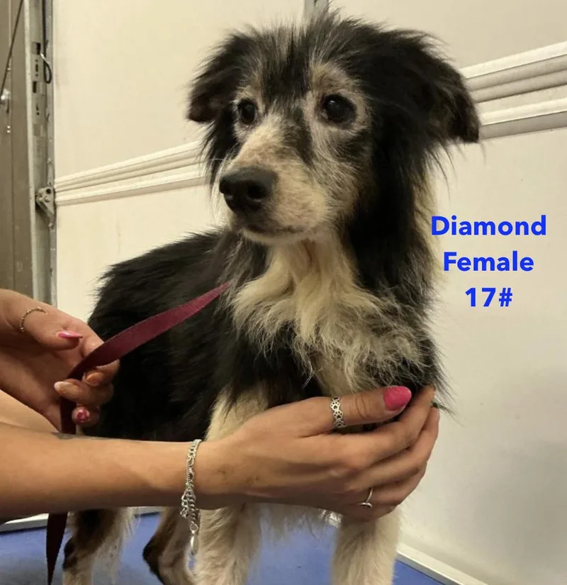 Diamond Smith