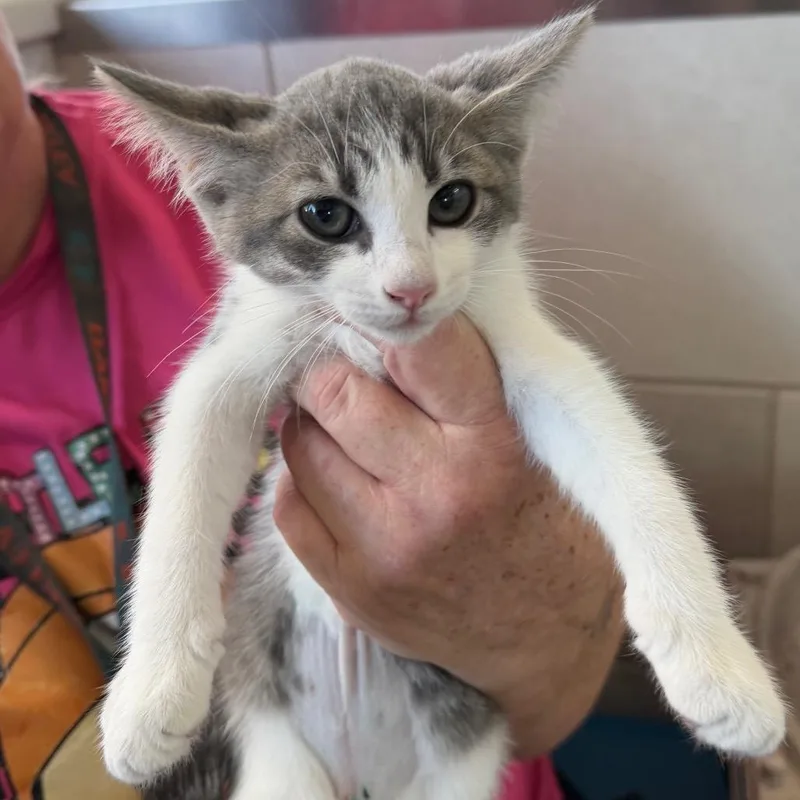 A baby small-sized female White Domestic Short Hair cat named Beauty for adoption in Midland, TX
