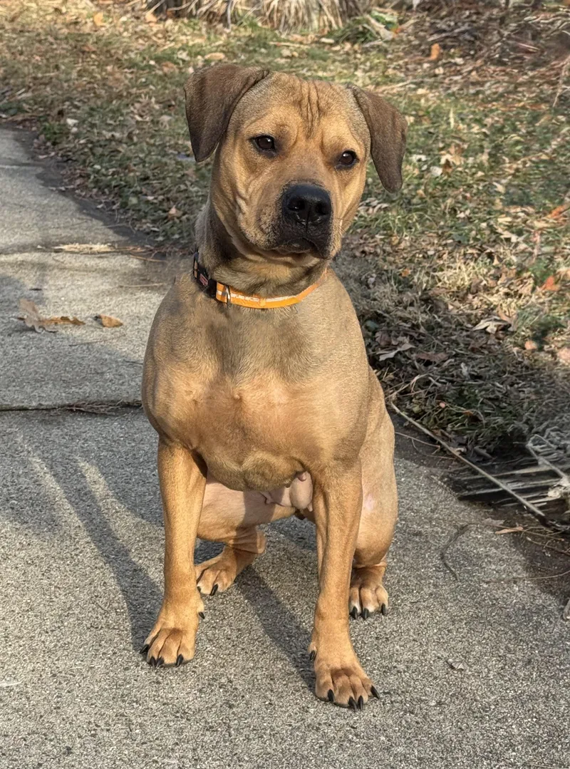 Ginger Cookie thumbnail 3