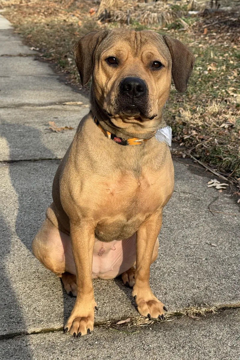 Ginger Cookie thumbnail 4