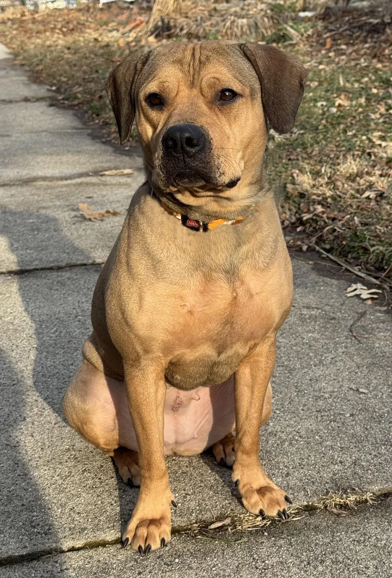 Ginger Cookie thumbnail 5