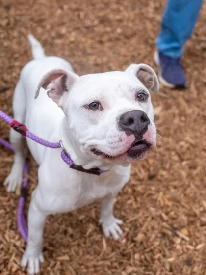 An adult medium-sized female Mixed Breed dog named Somalia for adoption in Chamblee, GA