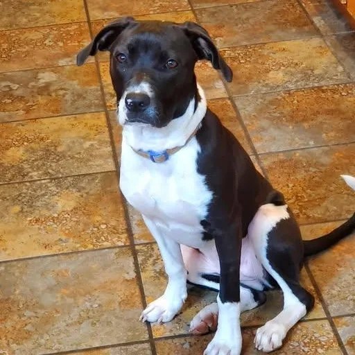 A young medium-sized female Black Labrador Retriever dog named Rarity for adoption in Palm Harbor, FL