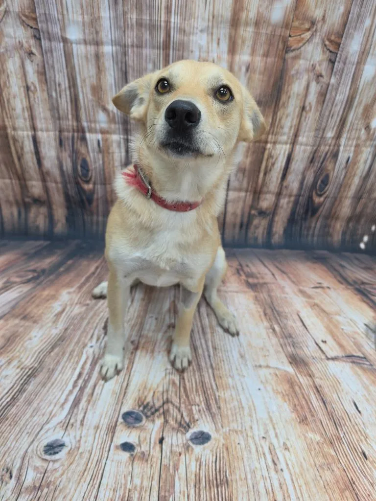 A young medium-sized female Labrador Retriever dog named Coletta for adoption in Neillsville, WI
