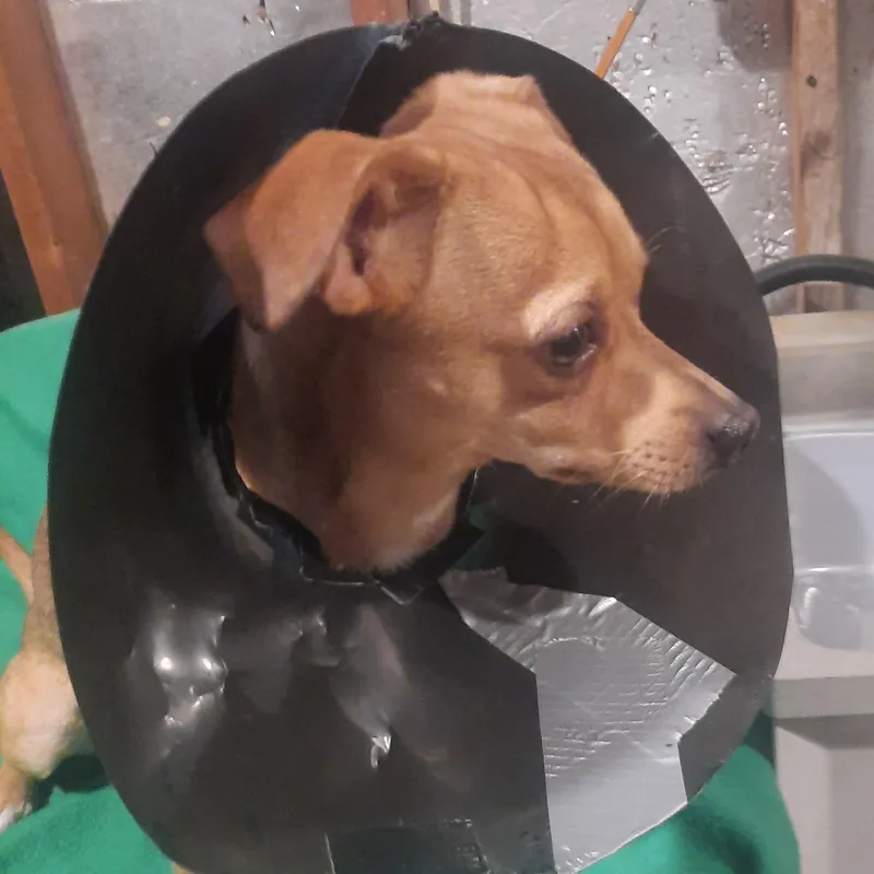 A young small-sized male Golden Chihuahua dog named Stitch for adoption in Raeford, NC
