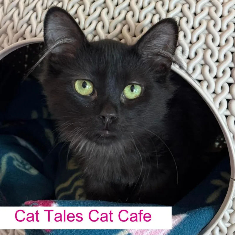 A young medium-sized male Black Domestic Short Hair cat named Tommy for adoption in Chapel Hill, NC