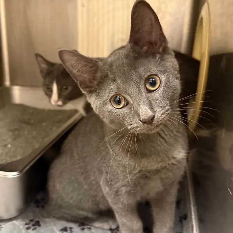 A baby small-sized male Domestic Short Hair cat named Geo for adoption in Caryville, TN
