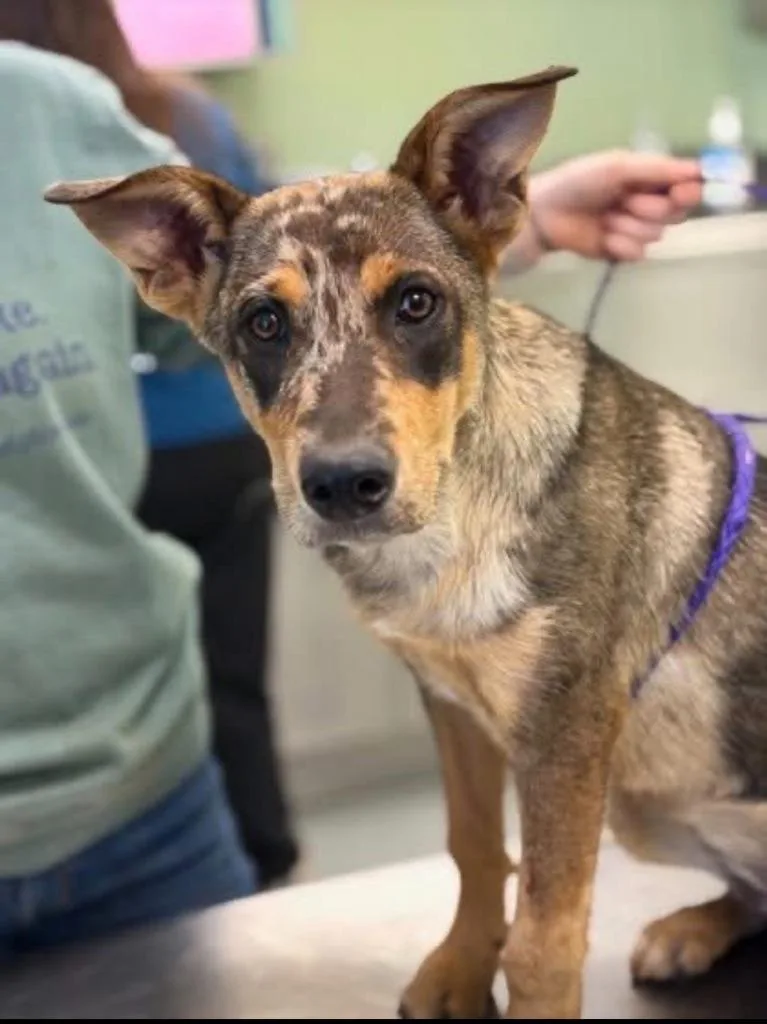 A baby large-sized female Catahoula Leopard Dog dog named Owlette for adoption in Blountville, TN
