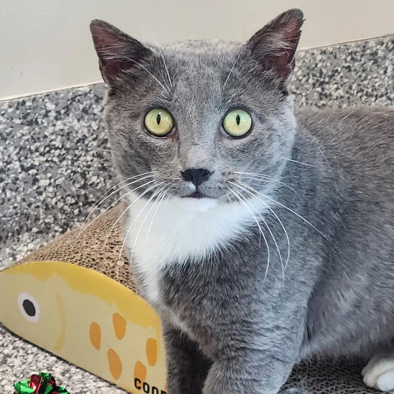 An adult large-sized male Domestic Short Hair cat named Woody for adoption in Cumming, GA