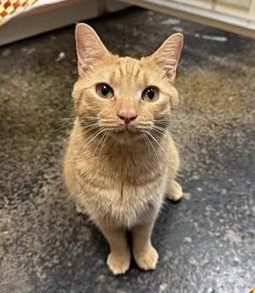 A young small-sized male Tabby (Orange / Red) Tabby cat named Baby O for adoption in Capshaw, AL