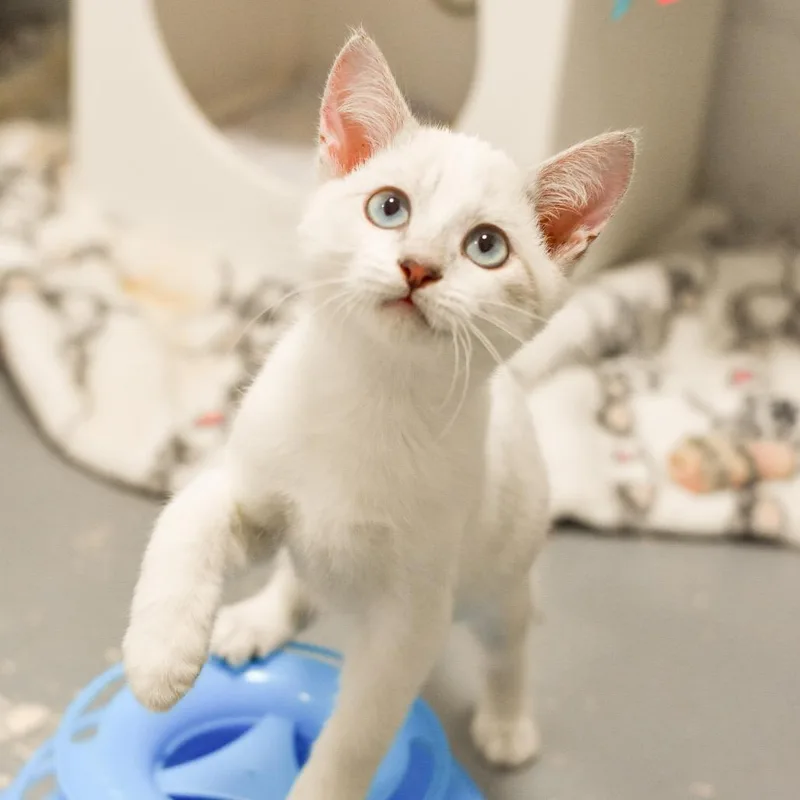 A baby small-sized male White Domestic Short Hair cat named Birch for adoption in Kailua Kona, HI
