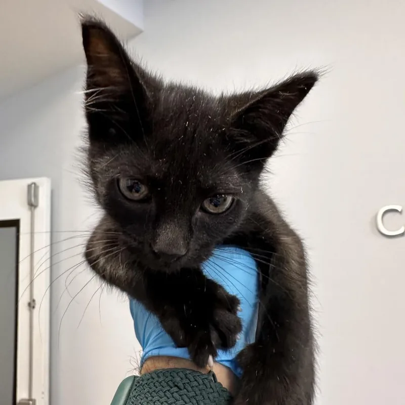 A baby small-sized female Black Domestic Short Hair cat named Hazel for adoption in West Palm Beach, FL