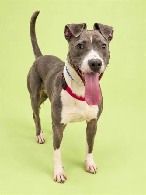 An adult medium-sized male Mixed Breed dog named Satellite for adoption in Jacksonville, FL