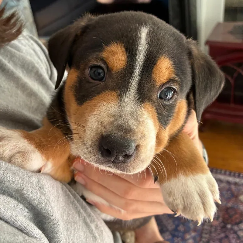 A baby medium-sized male Black Mixed Breed dog named Jack Rackham for adoption in Alexandria, VA