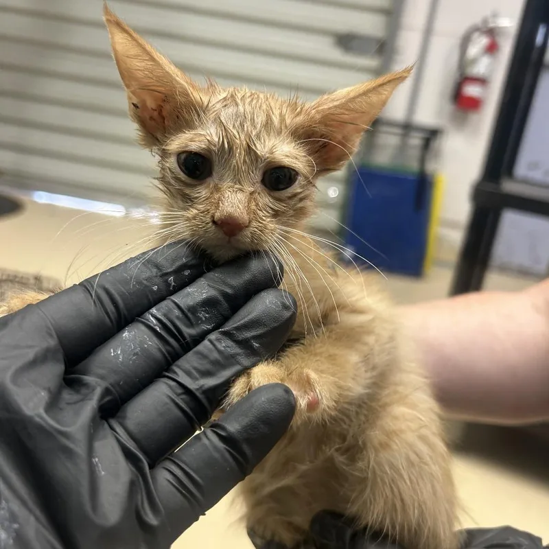 A baby small-sized male Orange / Red Domestic Short Hair cat named Lacey for adoption in Austin, TX
