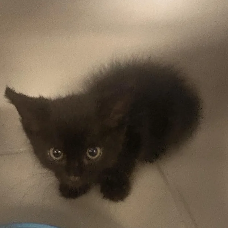 A baby small-sized male Black Domestic Short Hair cat named Axle K for adoption in Corsicana, TX