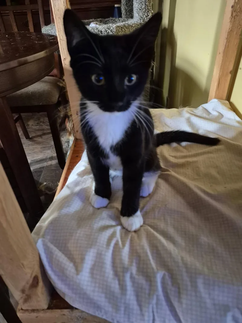 A baby medium-sized male Black & White / Tuxedo Domestic Short Hair cat named Marky for adoption in Kankakee, IL