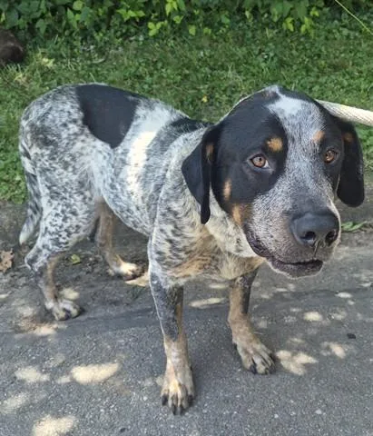 A young large-sized male Bluetick Coonhound dog named Beefy Layer Burrito for adoption in Dayton, OH