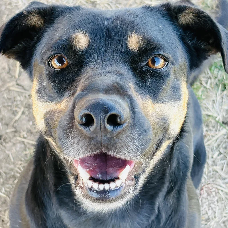 A young medium-sized female Black Shepherd dog named Stella Girl for adoption in Justin, TX