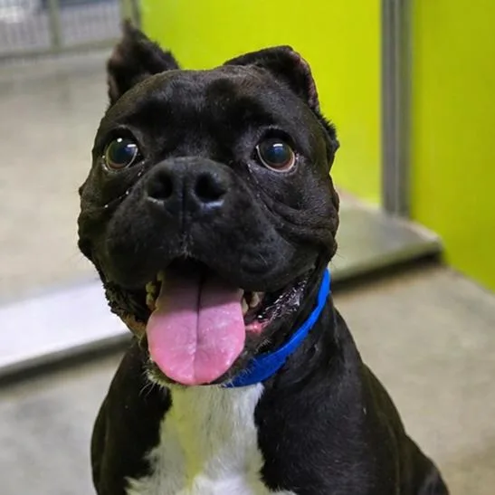 An adult medium-sized male Black Boxer dog named Tobi for adoption in San Jacinto, CA