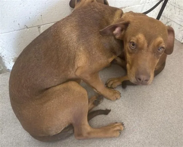 A young medium-sized female Doberman Pinscher dog named Leela for adoption in San Bernardino, CA
