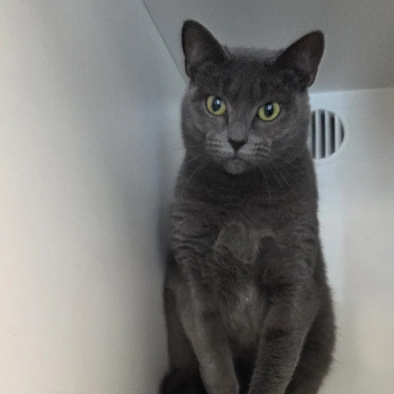An adult medium-sized female Gray / Blue / Silver Domestic Short Hair cat named Pika for adoption in Voorhees, NJ