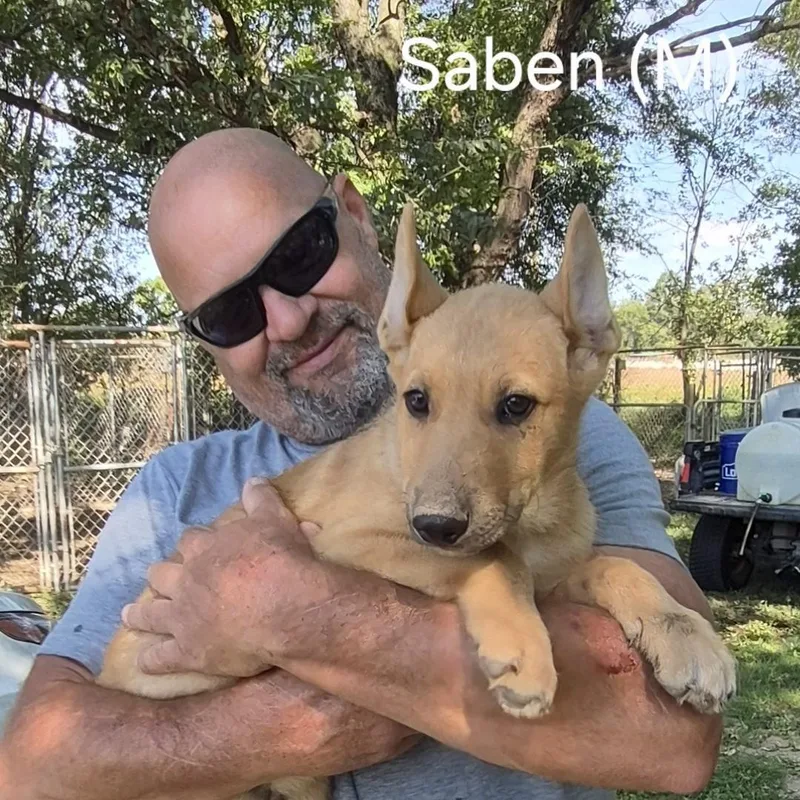 Saben
