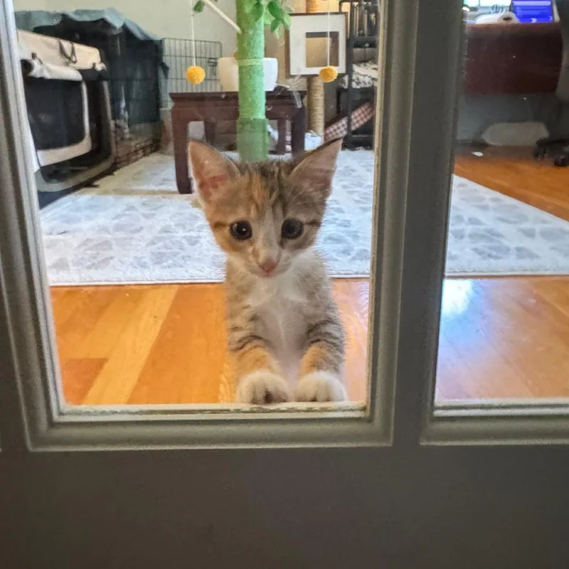 A baby small-sized female Calico Domestic Short Hair cat named Peach for adoption in Oakton, VA