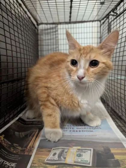 A young medium-sized female Domestic Short Hair cat named Andrea for adoption in Los Angeles, CA