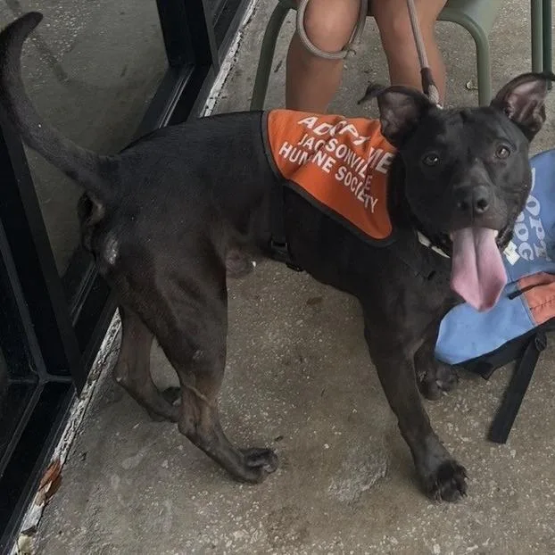 An adult medium-sized male Black Mixed Breed dog named Fezco for adoption in Jacksonville, FL