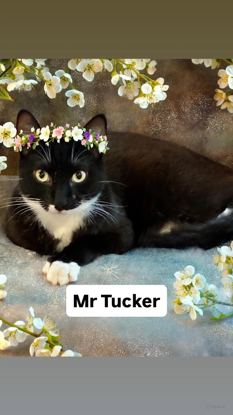 Mr Tucker At Martinez