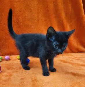 A young medium-sized female Domestic Short Hair cat named Emmie for adoption in Bucyrus, OH
