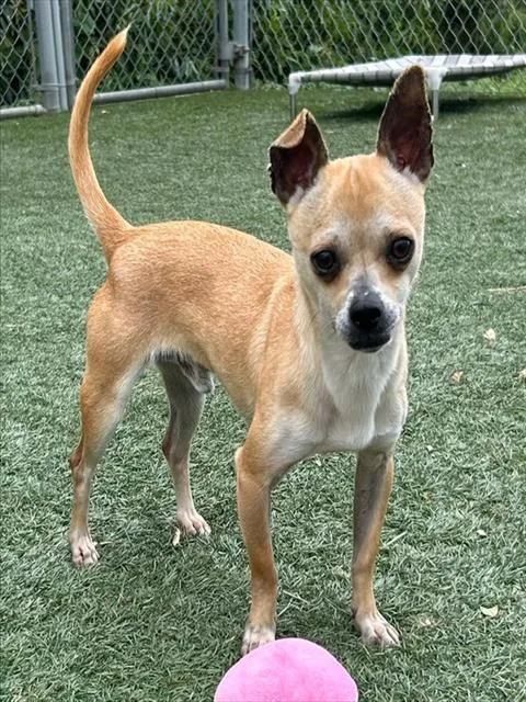 A young small-sized male Chihuahua dog named Papi for adoption in Salinas, CA