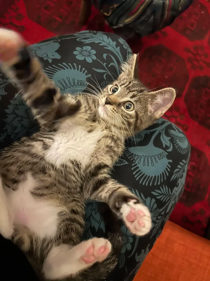 A baby medium-sized male Domestic Short Hair cat named Dash and Scout  for adoption in Clarksville, IN