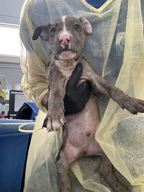 A baby medium-sized male Mixed Breed dog named Pancho for adoption in Dallas, TX