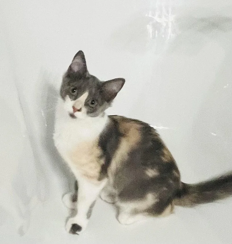 A baby medium-sized female Domestic Long Hair cat named Poof for adoption in Frisco, TX
