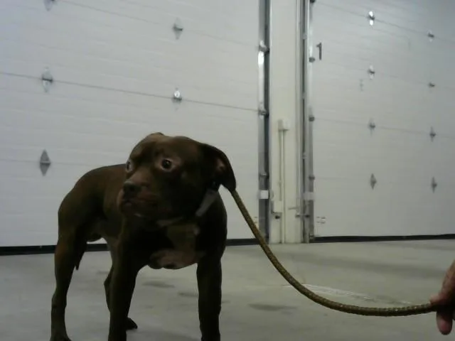 An adult medium-sized male Pit Bull Terrier dog named Fluke for adoption in Toledo, OH