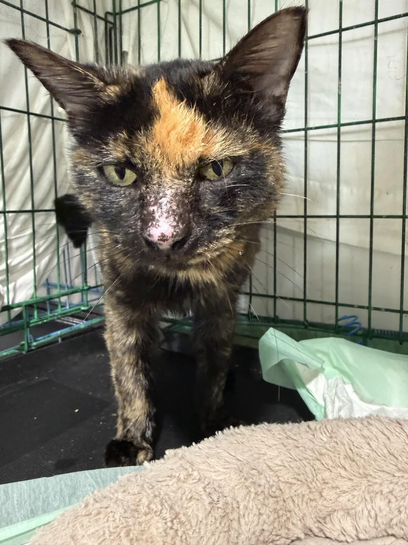 A senior small-sized female Domestic Short Hair cat named Minnie for adoption in Spring Hill, FL