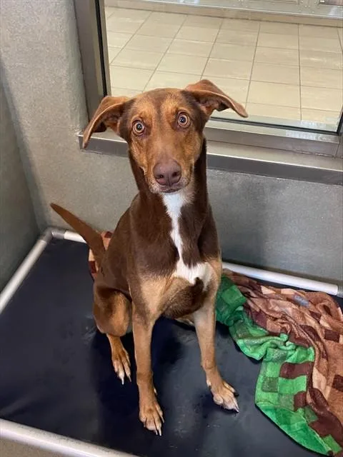 A young large-sized female Doberman Pinscher dog named Larita for adoption in Lees Summit, MO