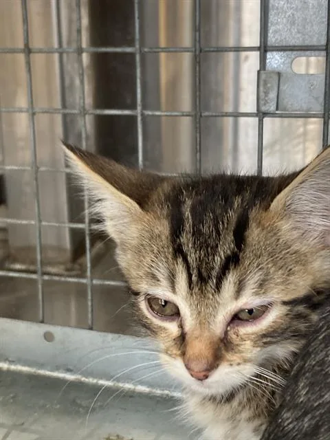 A baby small-sized female Domestic Short Hair cat named Kat for adoption in Dallas, TX