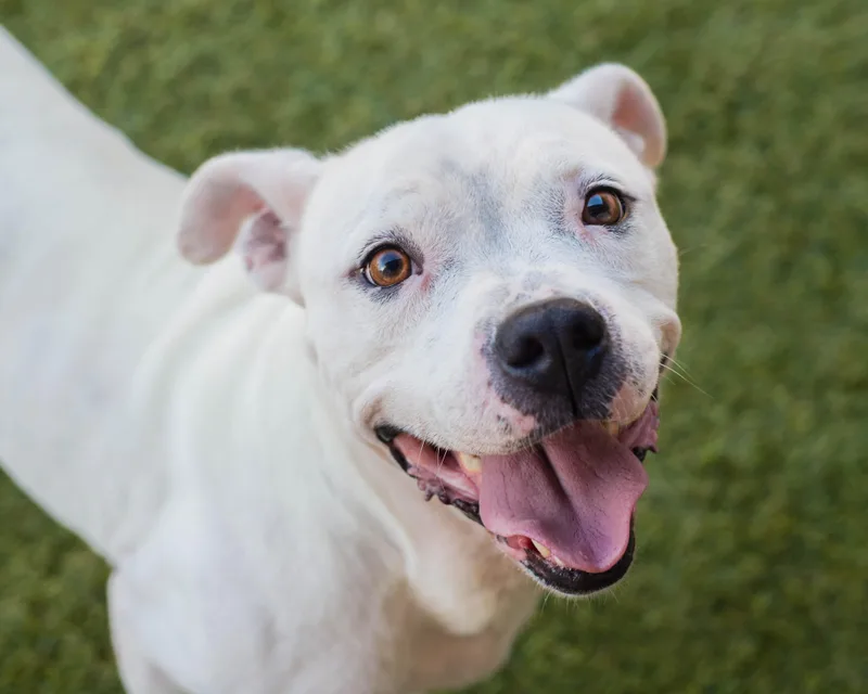 An adult medium-sized female White / Cream American Staffordshire Terrier dog named Blanca for adoption in Mont Belvieu, TX
