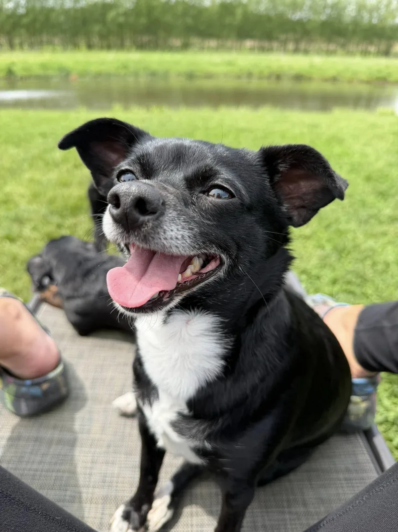 An adult small-sized female Chihuahua dog named Dinky for adoption in Watertown, WI