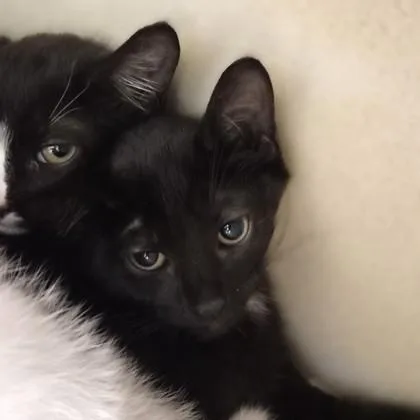 A baby medium-sized male Domestic Short Hair cat named February for adoption in Sacramento, CA