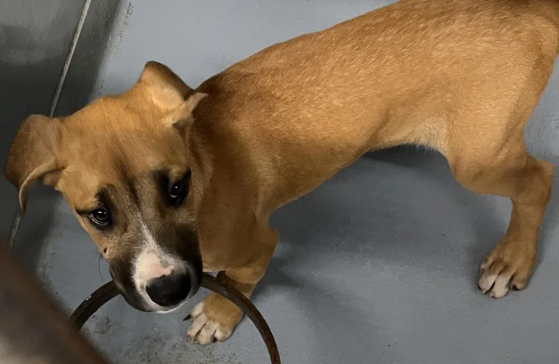 A baby small-sized male Mixed Breed dog named Sid for adoption in Cartersville , GA