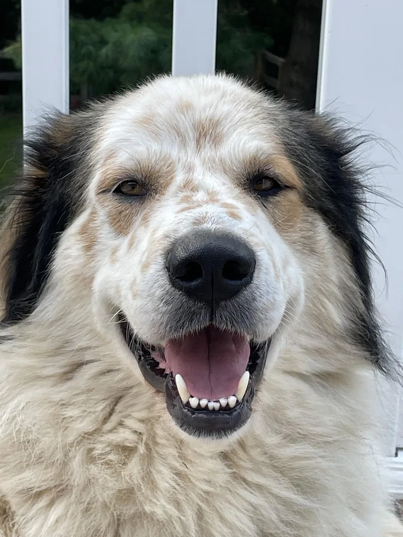 An adult large-sized male Great Pyrenees dog named Moe for adoption in Newport, KY