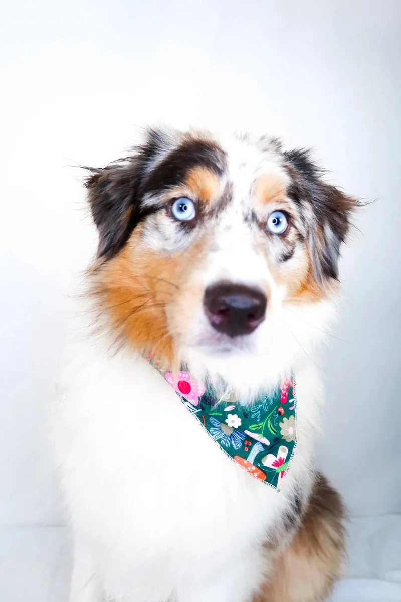A young medium-sized female Merle (Blue) Australian Shepherd dog named Sahara for adoption in Bixby, OK
