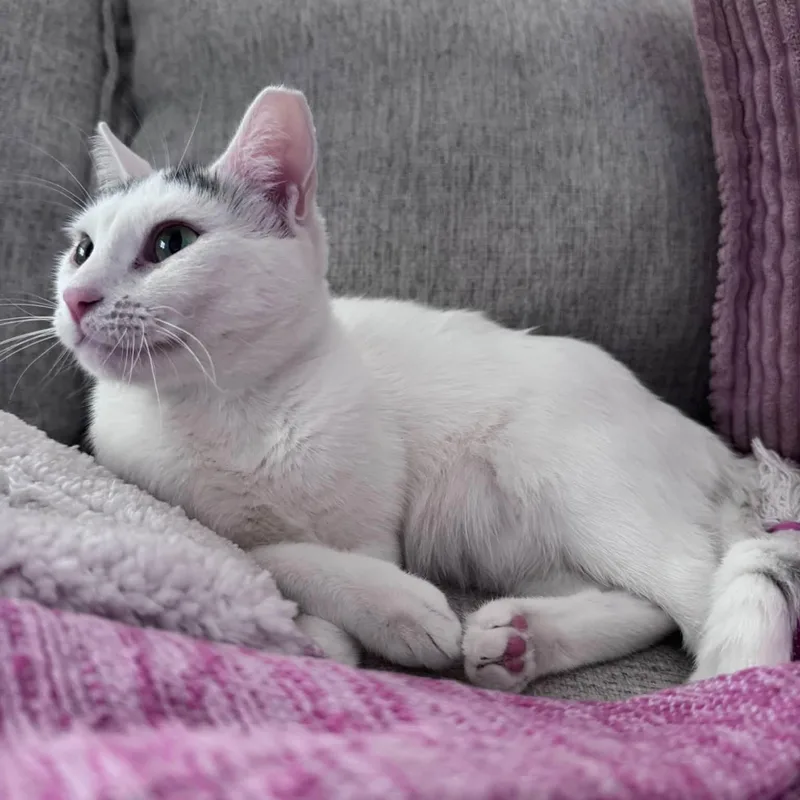 A young medium-sized female Domestic Short Hair cat named Snowball for adoption in Springfield, MO