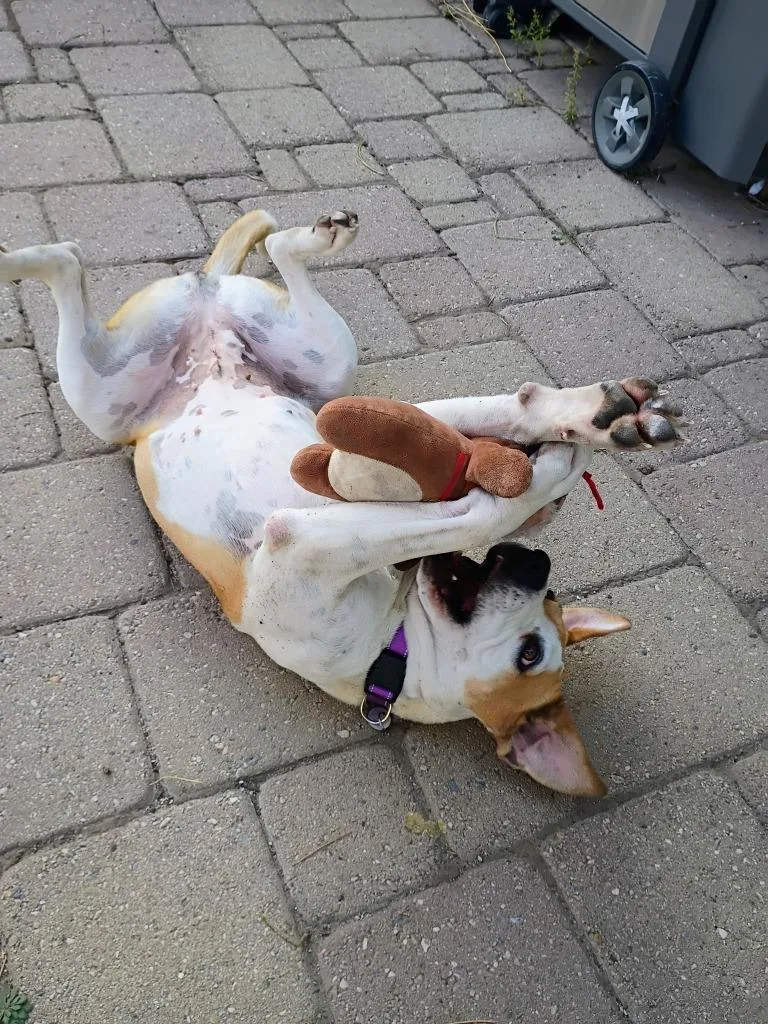 Patches thumbnail 4