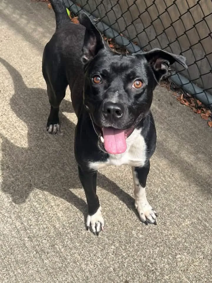 A young medium-sized male Black Pit Bull Terrier dog named Fulton for adoption in Chicago, IL